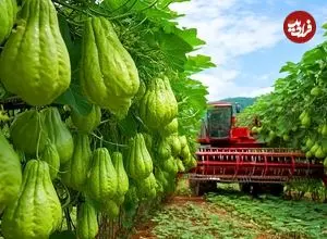 ببینید| مراحل دیدنی کاشت، برداشت و فرآوری میلیون ها میوه چایوت در چین