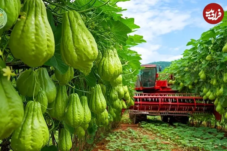 ببینید| مراحل دیدنی کاشت، برداشت و فرآوری میلیون ها میوه چایوت در چین