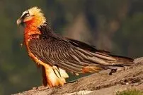 پنج نکته دربارۀ همای سعادت؛ از فرّ جمشید تا پرچم غزنویان 