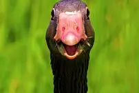 تصاویر دیدنی و بامزه از حیوانات که روزتان را می‌سازند