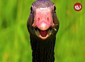 تصاویر دیدنی و بامزه از حیوانات که روزتان را می‌سازند