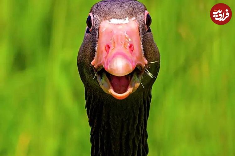 تصاویر دیدنی و بامزه از حیوانات که روزتان را می‌سازند