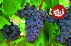 انگور ناشتا چه خواصی دارد؟ /از کنترل فشار خون تا کمک به لاغری 