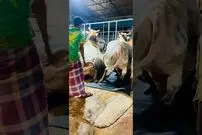 (ویدئو) یکی از این 8 گاو 1.4 تنی احتمالا به عنوان سنگین ترین گاو 2024 جهان انتخاب می شود