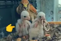 (ویدئو) دعوای بامزه جوجه شاهین ها بر سر خوردن توله مار