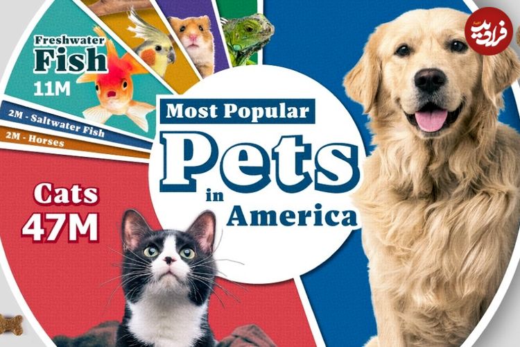 (اینفوگرافیک) فهرست محبوب‌ترین حیوانات خانگی در آمریکا