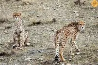(ویدئو) ثبت تصویر دو یوزپلنگ ایرانی در جاجرم