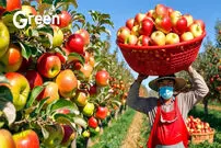 (ویدئو) فرآیند کاشت و برداشت سیب و تولید آبمیوه سیب در امریکا