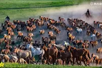 ببینید| تاخت‌وتاز تماشایی هزاران اسب در دشت‌های سین‌کیانگ
