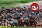 ببینید| تاخت‌وتاز تماشایی هزاران اسب در دشت‌های سین‌کیانگ