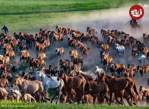 ببینید| تاخت‌وتاز تماشایی هزاران اسب در دشت‌های سین‌کیانگ