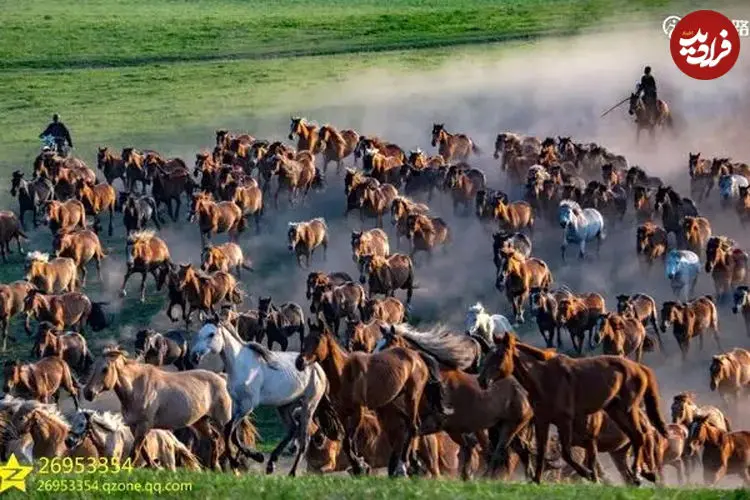 ببینید| تاخت‌وتاز تماشایی هزاران اسب در دشت‌های سین‌کیانگ