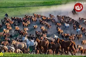 ببینید| تاخت‌وتاز تماشایی هزاران اسب در دشت‌های سین‌کیانگ