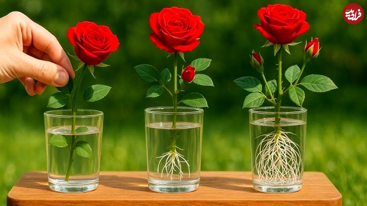 روش پرورش گل رز از یک شاخه با یک لیوان