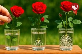 روش پرورش گل رز از یک شاخه با یک لیوان