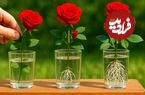 روش پرورش گل رز از یک شاخه با یک لیوان