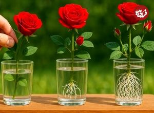 روش پرورش گل رز از یک شاخه با یک لیوان