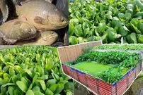 (ویدئو) نحوه ساخت سیستم اکواپونیک برای پرورش همزمان ماهی و سبزیجات 