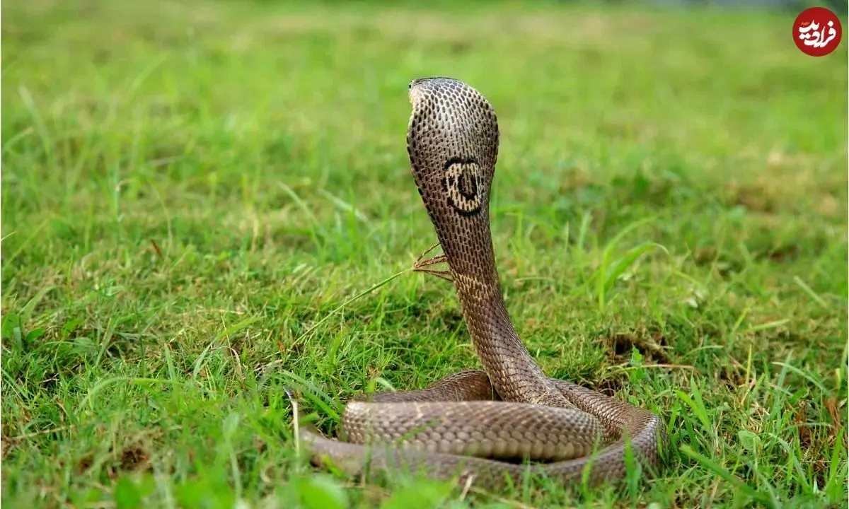 ببینید؛ ثبت لحظه نادر از شکار بزمجه عظیم‌الجثه توسط شاه‌کبرا