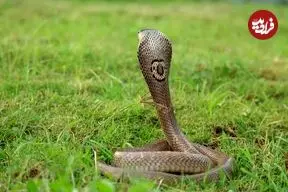 ببینید؛ ثبت لحظه نادر از شکار بزمجه عظیم‌الجثه توسط شاه‌کبرا