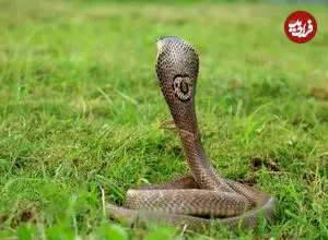 ببینید؛ ثبت لحظه نادر از شکار بزمجه عظیم‌الجثه توسط شاه‌کبرا