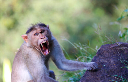 ( ویدیو) لحظه حمله تلخ و دردناک یک میمون ماده به یک بچه میمون برای انتقام فرزندش!