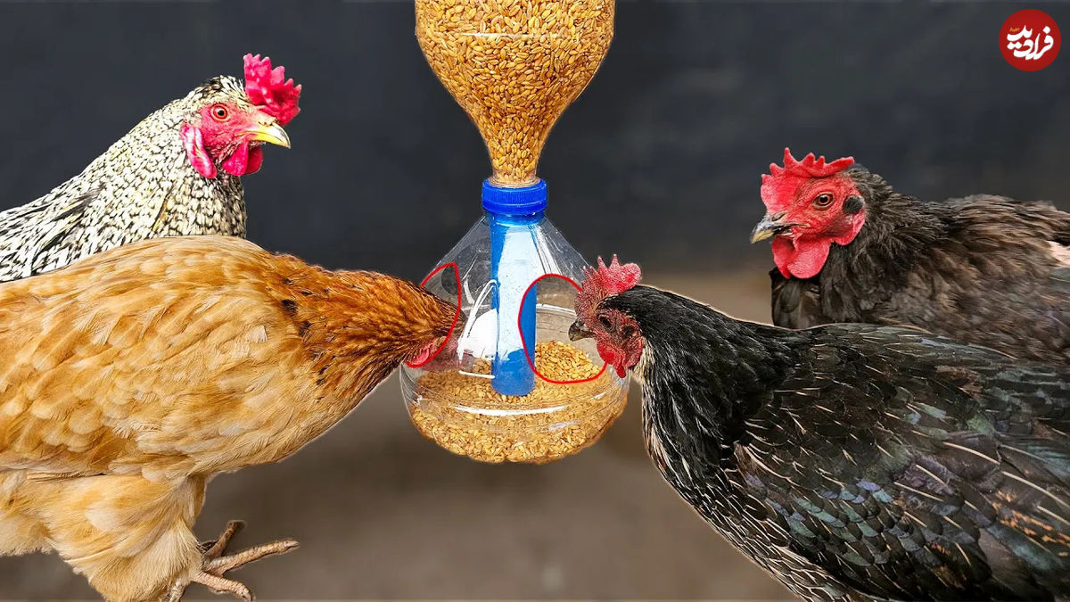 (ویدئو) چطور با بطری های پلاستیکی به سادگی دانخوری برای مرغ ها بسازیم؟