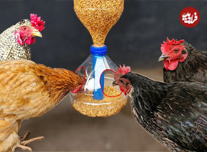 (ویدئو) چطور با بطری های پلاستیکی به سادگی دانخوری برای مرغ ها بسازیم؟