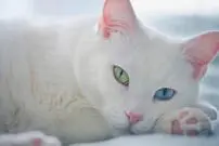 (عکس) گربه وطنی با چشم تا به تا!