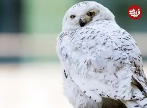 عکس| انقراض جغد برفی؛ خبر دردناکی که دیر اعلام شد