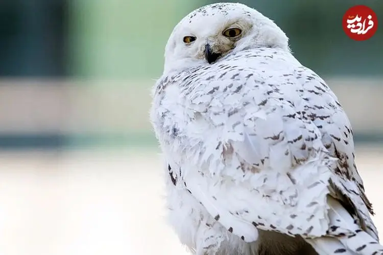 عکس| انقراض جغد برفی؛ خبر دردناکی که دیر اعلام شد
