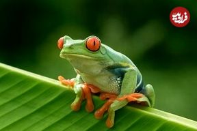 سرنوشت یک زن بعد از قورت دادن ۸ قورباغه زنده