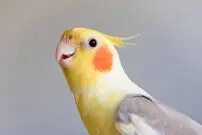 (ویدئو) شعر خواندن جالب عروس هلندی به زبان فارسی؛ یک دونه پسر دارم من، قند عسل دارم من