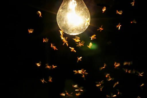چرا حشرات دور لامپ‌ها جمع می‌شوند؟
