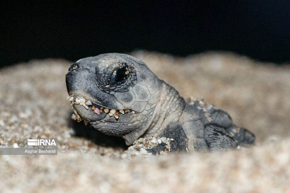 (تصاویر) انتقال لاک‌پشت‌های پوزه عقابی به خلیج فارس
