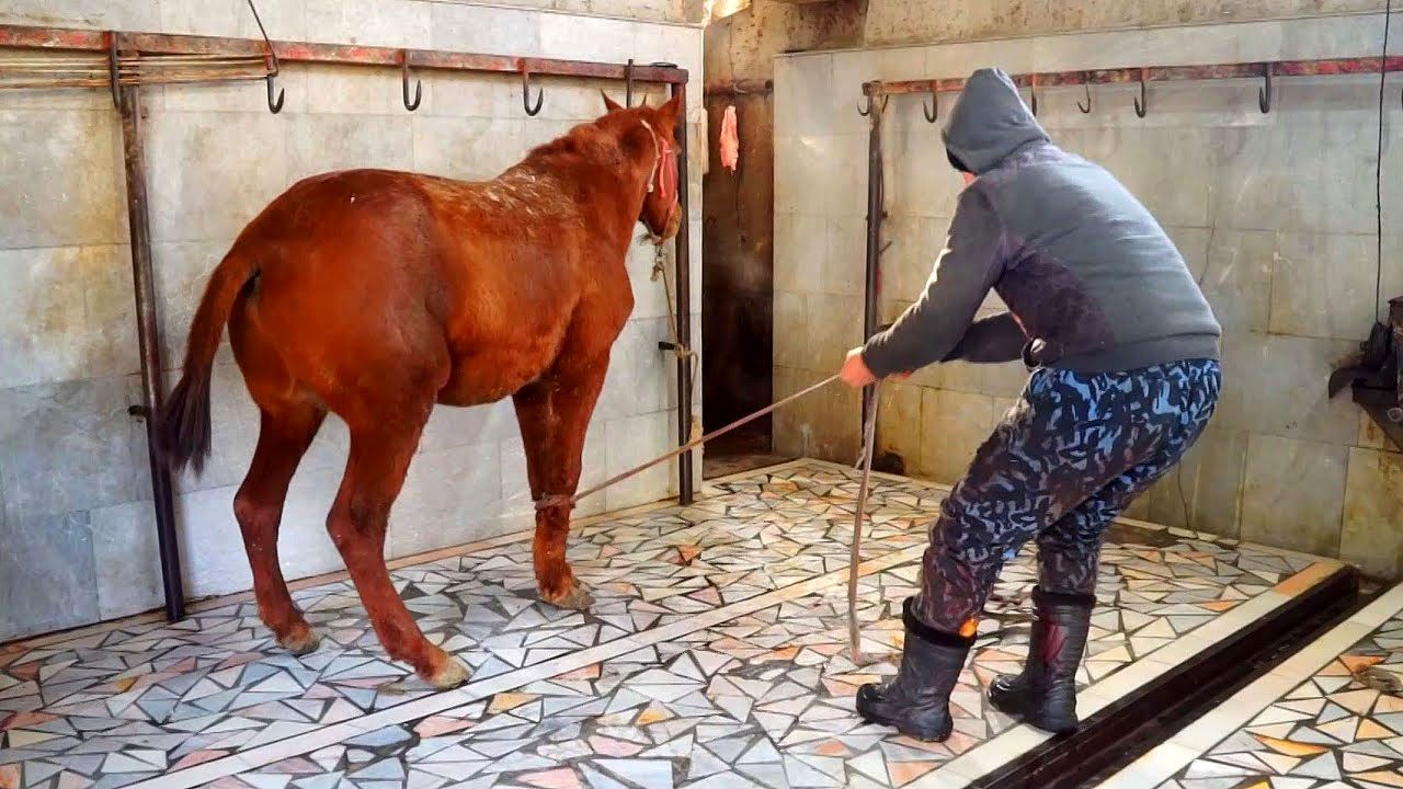 (ویدئو) این کشتارگاه سنتی هر روز 20 اسب برای رستوران های ازبکستان سلاخی می کند!