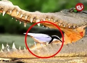 ببینید| غذا خوردن در دهان مرگ؛ پرنده‌ای در آرواره‌های باز کروکودیل