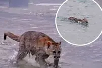 ببینید| لحظه دیدنی عبور مادر پوما و توله‌هایش از رودخانه