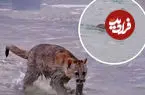 ببینید| لحظه دیدنی عبور مادر پوما و توله‌هایش از رودخانه