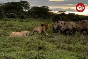 ببینید| حمله شجاعانه یک شیر نر به 3 کرگدن عصبانی برای محافظت از جفت خود
