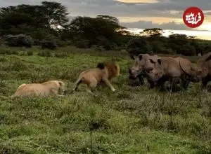 ببینید| حمله شجاعانه یک شیر نر به 3 کرگدن عصبانی برای محافظت از جفت خود