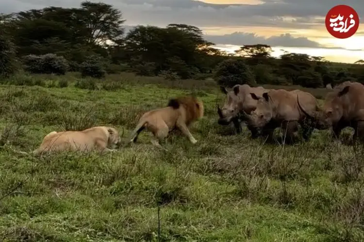ببینید| حمله شجاعانه یک شیر نر به 3 کرگدن عصبانی برای محافظت از جفت خود