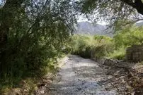 تصاویر| تِجنود؛ معجزه زمردین در قلب کویر خراسان جنوبی