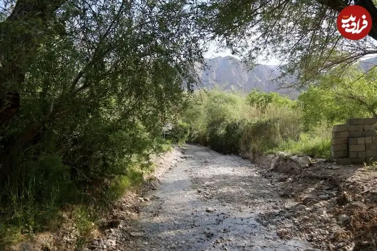 تصاویر| تِجنود؛ معجزه زمردین در قلب کویر خراسان جنوبی