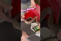 (ویدئو) بلای هولناکی که تله موش بر سر مار زنگی بی نوا آورد!