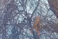 ببینید| وقتی سلطان جنگل تلاش می کند که مثل پلنگ از درخت بالا برود!