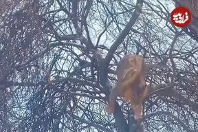 ببینید| وقتی سلطان جنگل تلاش می کند که مثل پلنگ از درخت بالا برود!