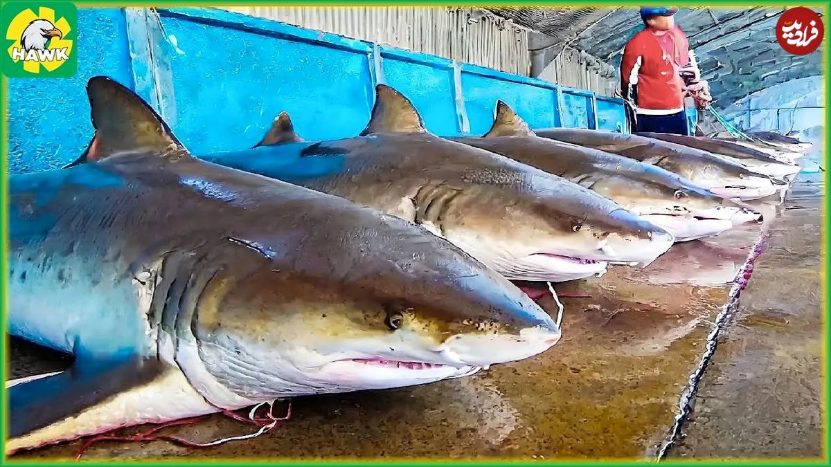 (ویدئو) فرآیند نحوه صید و پردازش ده ها هزار کوسه توسط ماهیگیران ژاپنی