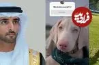 عکس| نامگذاری سگ جدید ولیعهد دُبی با نظر سنجی از 17 میلیون دنبال کننده اینستاگرام