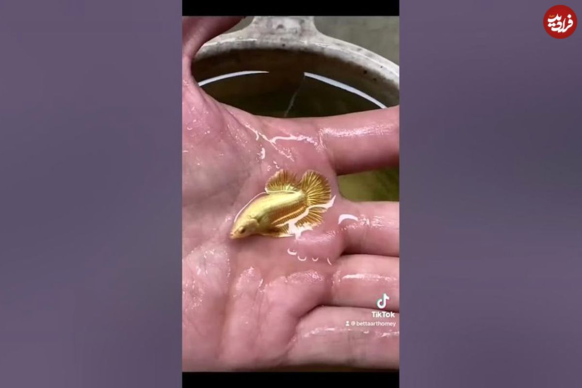 (ویدئو) صید حیرت انگیز و باورنکردنی یک ماهی طلایی کوچک